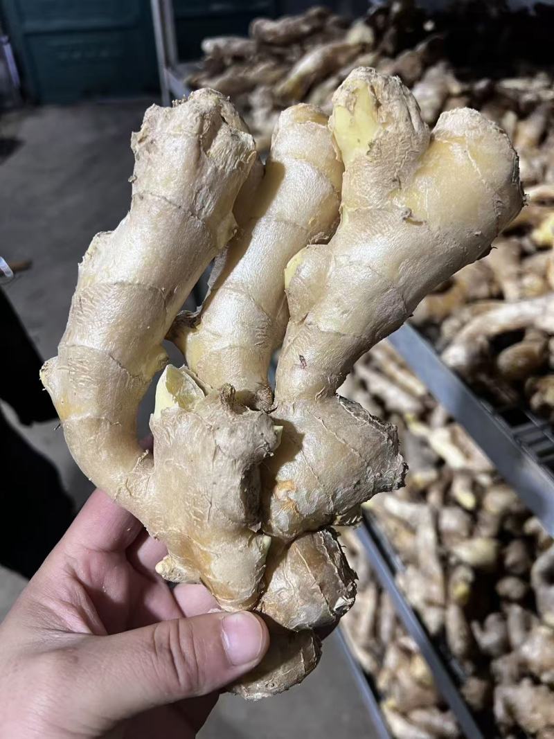 昌邑大姜高中低规格都有