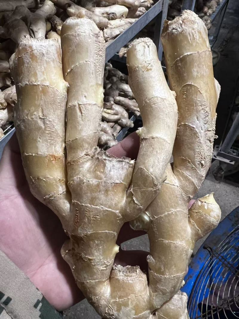 昌邑大姜高中低规格都有