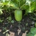 湖北水果萝卜青萝卜，韩国青萝卜产地大量供应一手货源