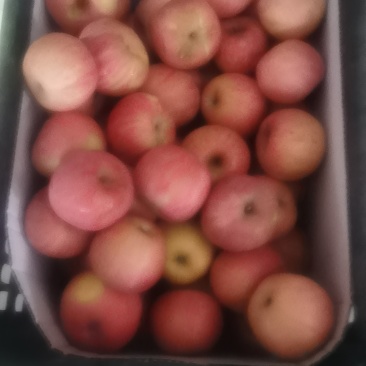 山东红富士