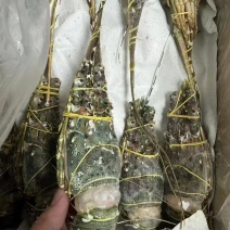 越南干冰全规格小青龙