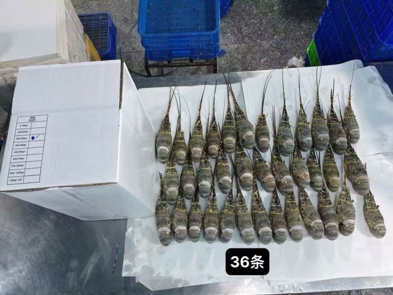 越南干冰全规格小青龙