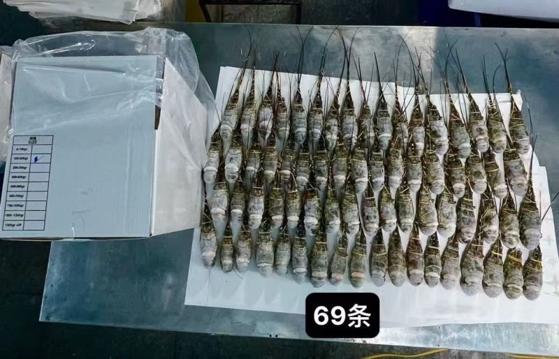 越南干冰全规格小青龙