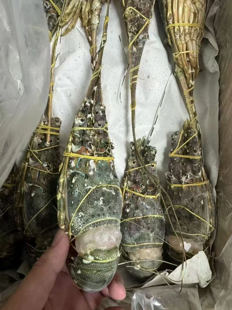 越南干冰全规格小青龙