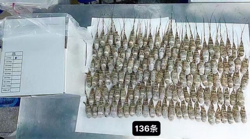 越南干冰全规格小青龙