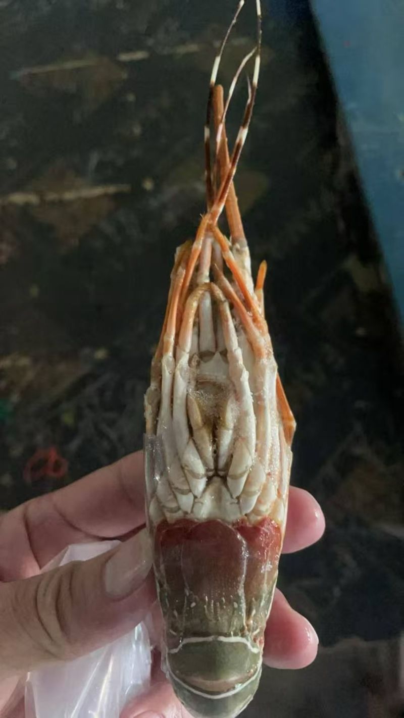 越南干冰全规格小青龙