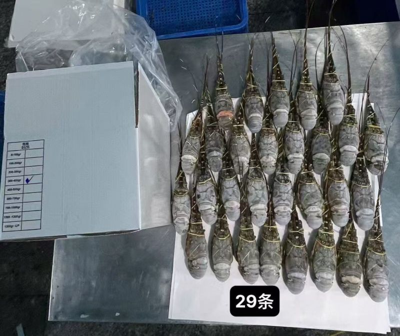越南干冰全规格小青龙