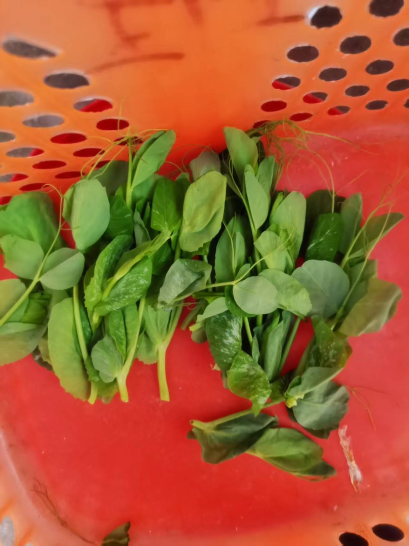 【全过发货】贵州六盘水农户一手精品豌豆苗量大可议价