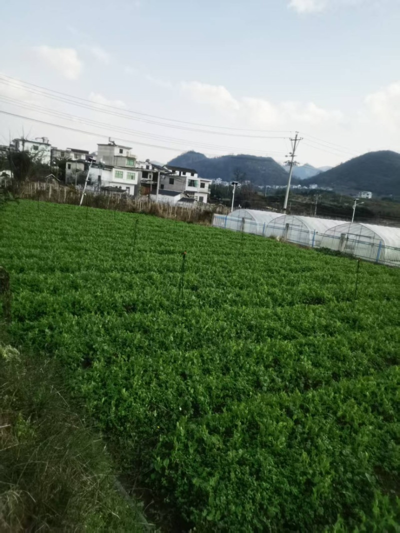 【全过发货】贵州六盘水农户一手精品豌豆苗量大可议价