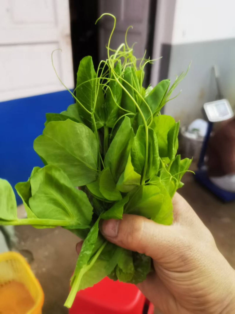 【全过发货】贵州六盘水农户一手精品豌豆苗量大可议价