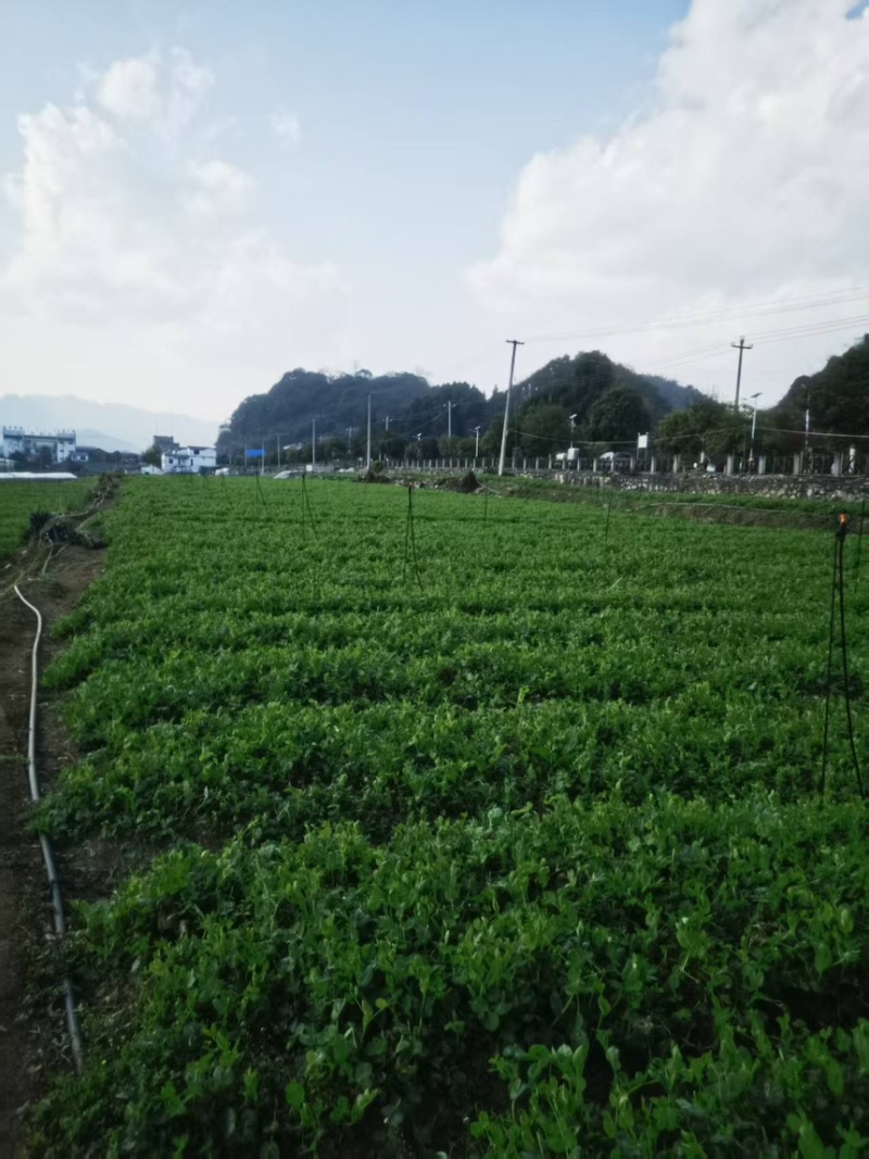 【全过发货】贵州六盘水农户一手精品豌豆苗量大可议价