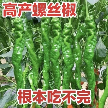 辣椒螺丝椒苗大果螺丝种子高产香辣辣椒抗病蔬菜种子螺旋辣椒