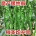 辣椒螺丝椒苗大果螺丝种子高产香辣辣椒抗病蔬菜种子螺旋辣椒
