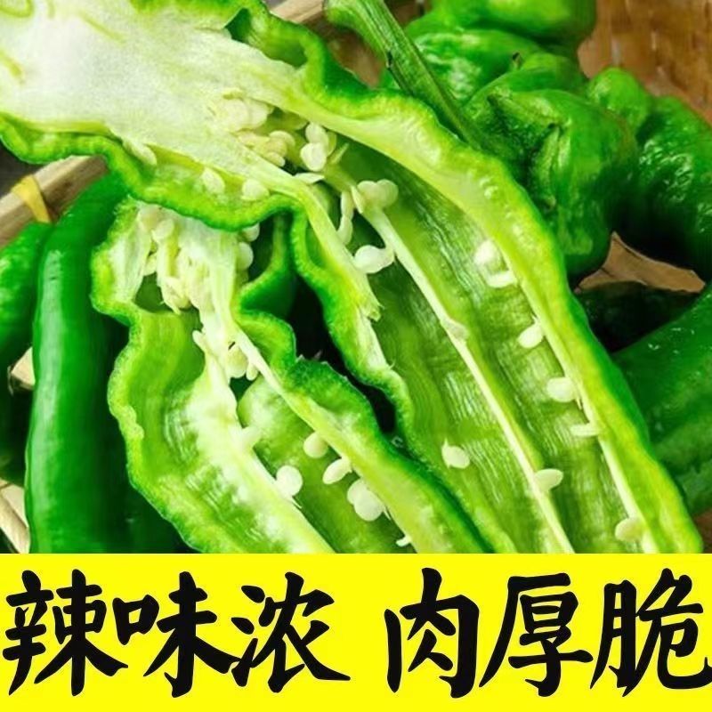 辣椒螺丝椒苗大果螺丝种子高产香辣辣椒抗病蔬菜种子螺旋辣椒
