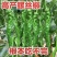 辣椒螺丝椒苗大果螺丝种子高产香辣辣椒抗病蔬菜种子螺旋辣椒