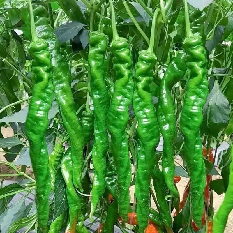 辣椒螺丝椒苗大果螺丝种子高产香辣辣椒抗病蔬菜种子螺旋辣椒