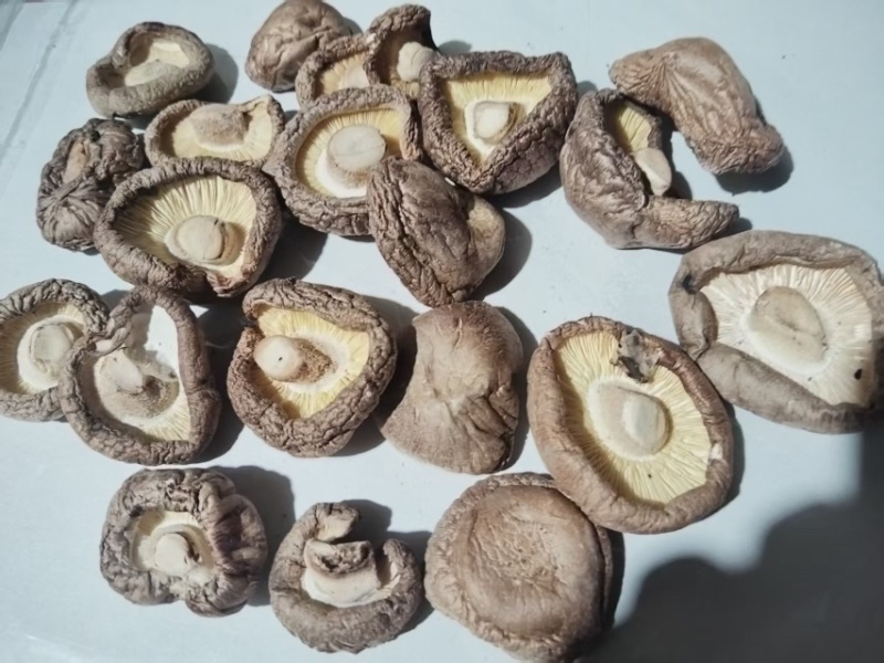 陕西汉中宁强县干香菇大量供应品质保证一手货源诚信