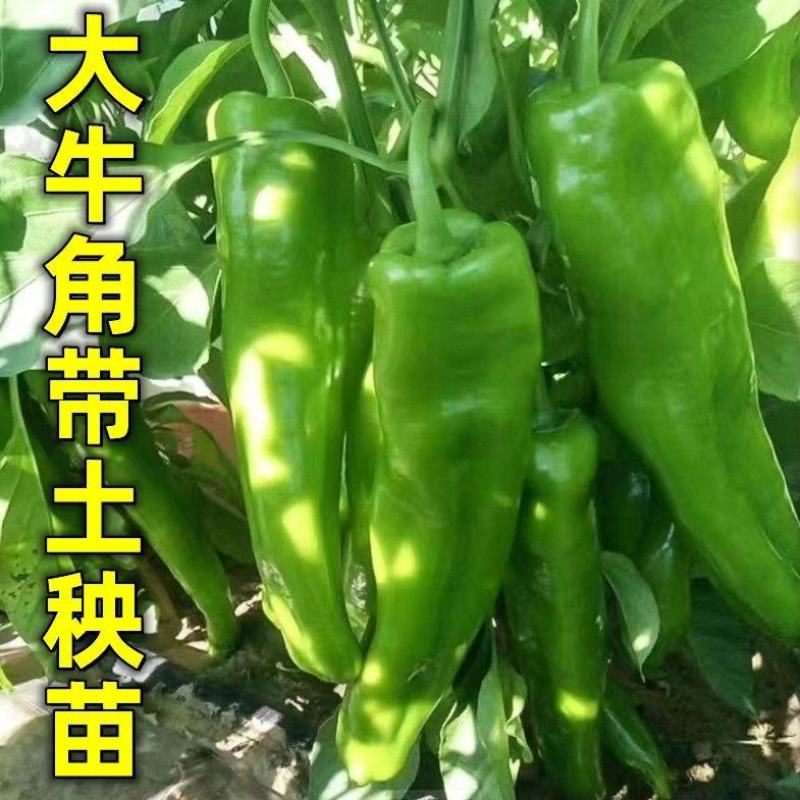 高产大牛角椒苗辣椒秧苗牛角尖椒蔬菜苗羊角辣椒微辣辣椒秧苗
