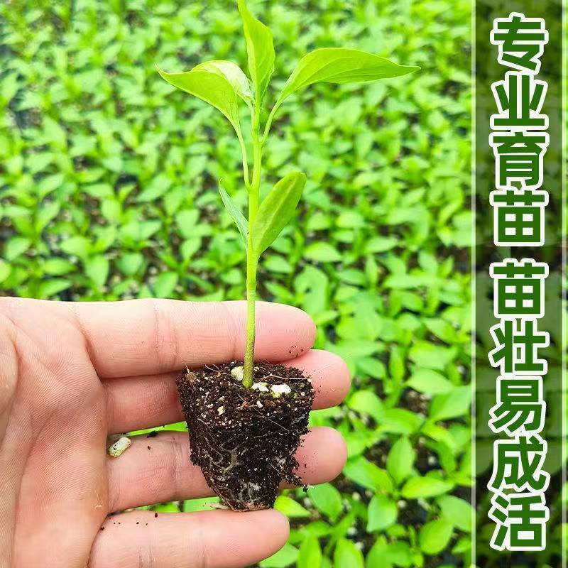 高产大牛角椒苗辣椒秧苗牛角尖椒蔬菜苗羊角辣椒微辣辣椒秧苗