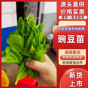 【全过发货】贵州六盘水农户一手精品豌豆苗量大可议价