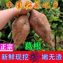 葛根粉葛粉葛根广西藤县产地一手货源大量供应可视频