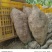 葛根粉葛粉葛根广西藤县产地一手货源大量供应可视频