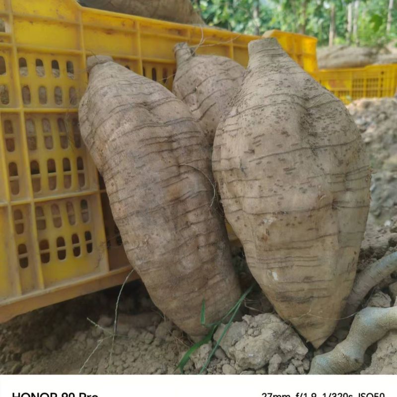 葛根粉葛粉葛根广西藤县产地一手货源大量供应可视频