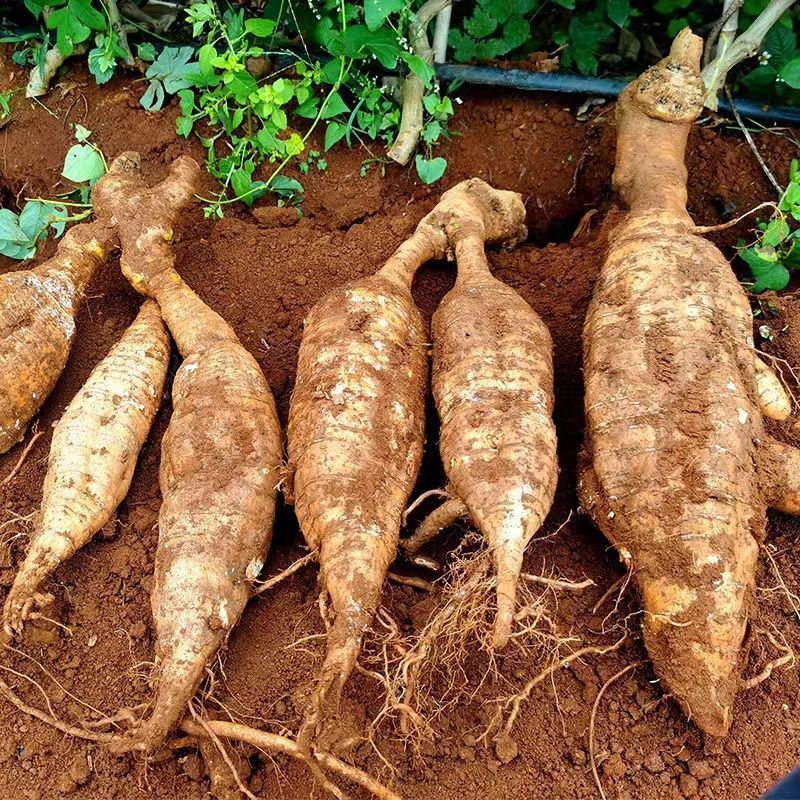 葛根粉葛粉葛根广西藤县产地一手货源大量供应可视频