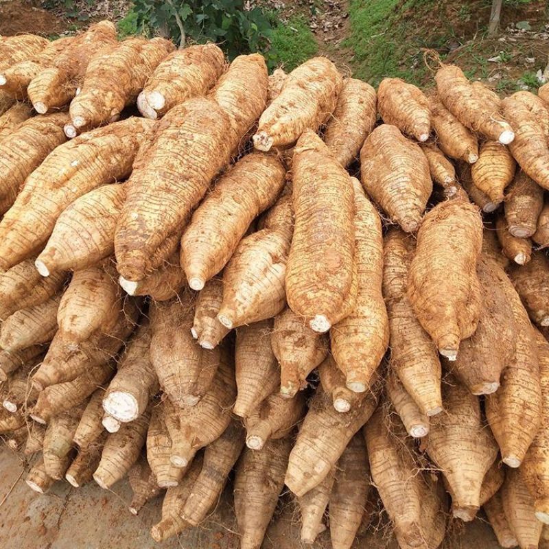 葛根粉葛粉葛根广西藤县产地一手货源大量供应可视频
