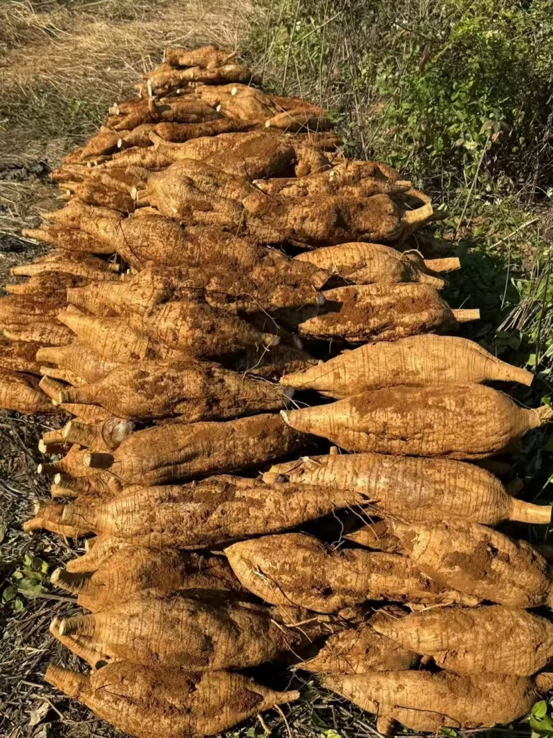 葛根粉葛粉葛根广西藤县产地一手货源大量供应可视频