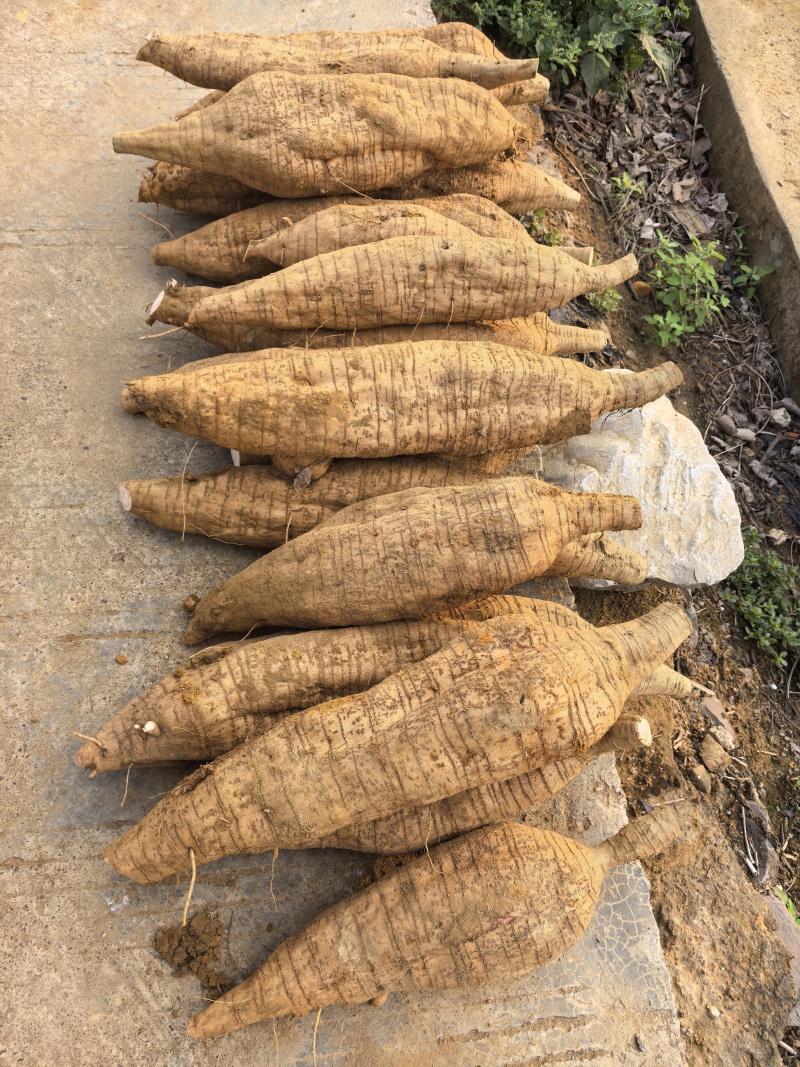 葛根粉葛粉葛根广西藤县产地一手货源大量供应可视频