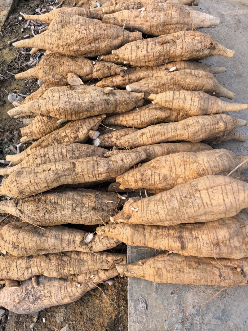 葛根粉葛粉葛根广西藤县产地一手货源大量供应可视频