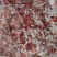 【牛头碎肉】冻牛头缓化剔下来的碎肉！鲜干冻品！炖卤烧均可