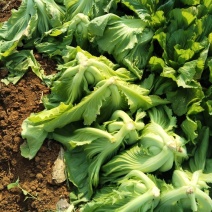 大量芥菜上市