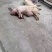 湖北土猪肉，自家养殖肉质肥没量大质优，可各地供货