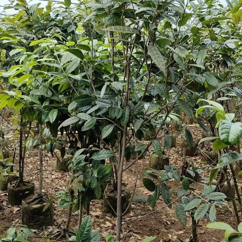 金花茶树苗。规格任选