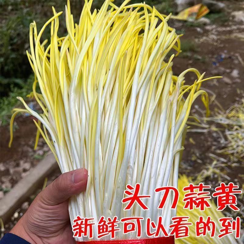 新鲜蒜黄，接受预定常年销售全国发货欢迎老板联系