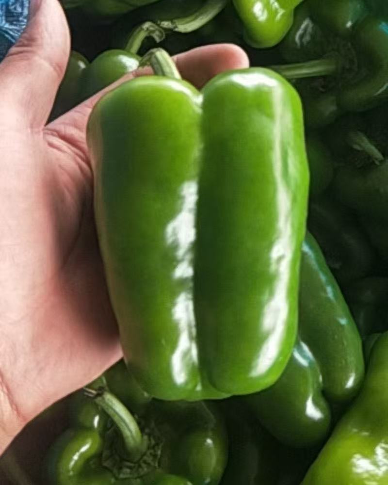 【精选】圆椒太空椒皮薄肉厚产地现摘直发欢迎抢购