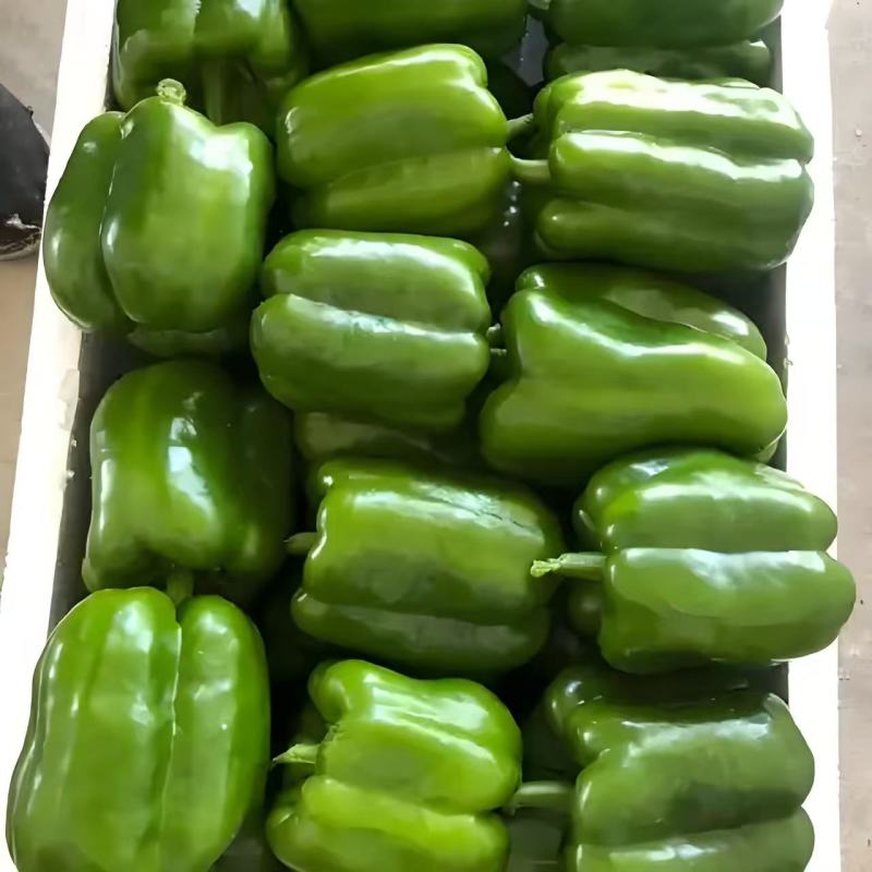 【精选】圆椒太空椒皮薄肉厚产地现摘直发欢迎抢购