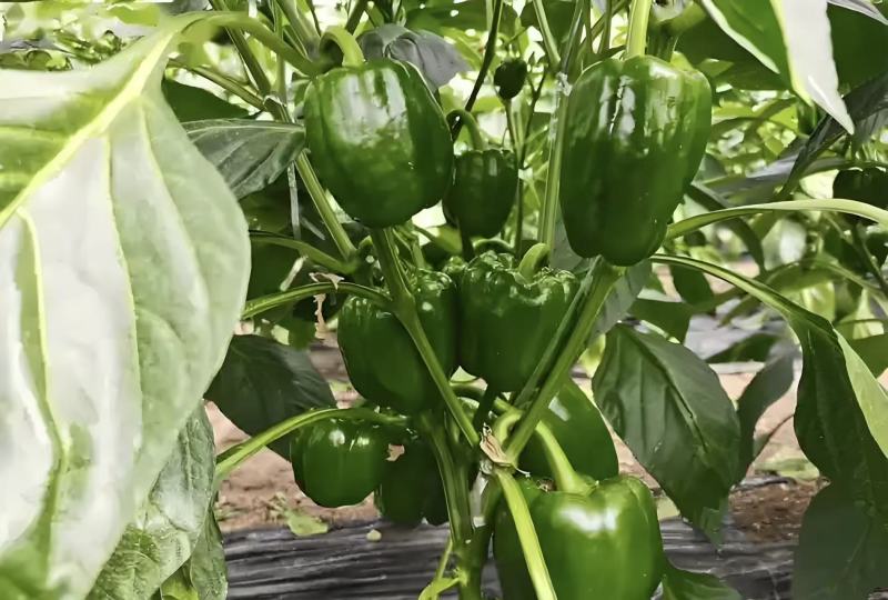 【精选】圆椒太空椒皮薄肉厚产地现摘直发欢迎抢购