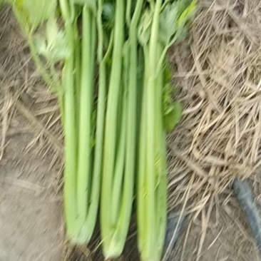 芹菜