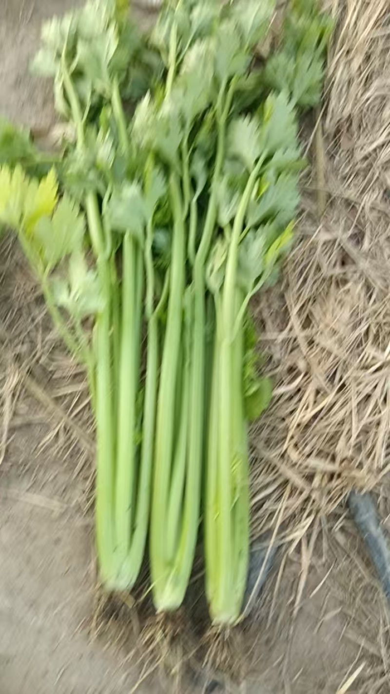 芹菜