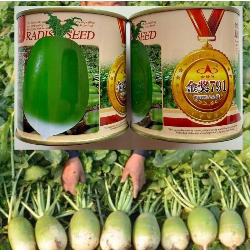 金奖791青皮萝卜种子翠绿脆甜椭圆短形青萝卜种子春秋播种