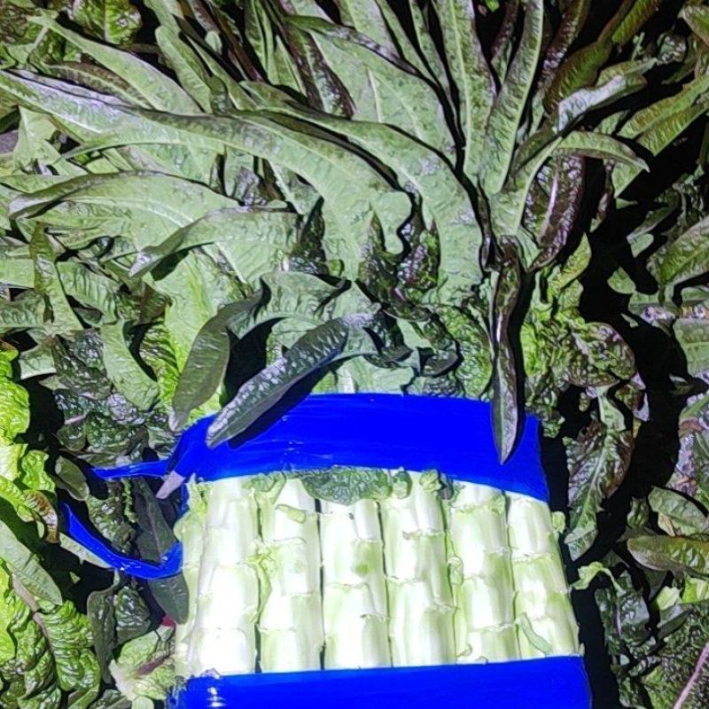 无空心，无抽苔，质量保证，货发全国