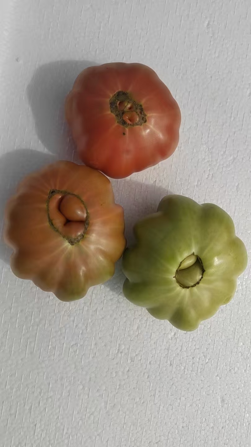 精品潮汕马蹄西红柿一手货源全国发货，品质好货量足欢迎采购