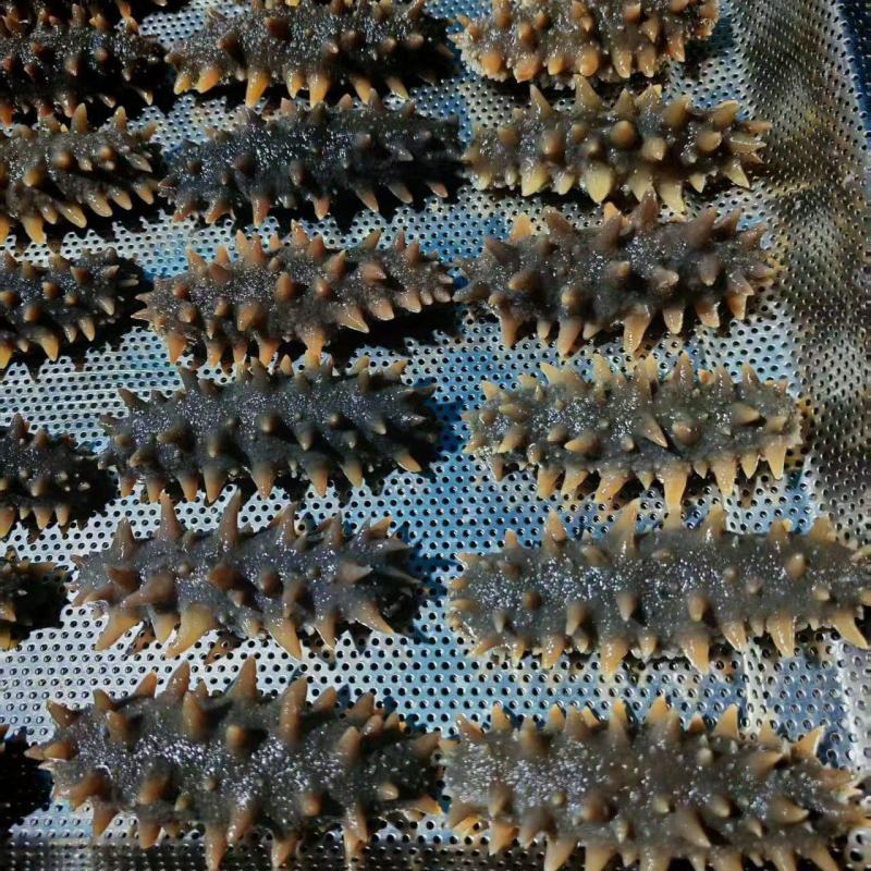 辽宁丹东即食海参大量批发，快递包邮。