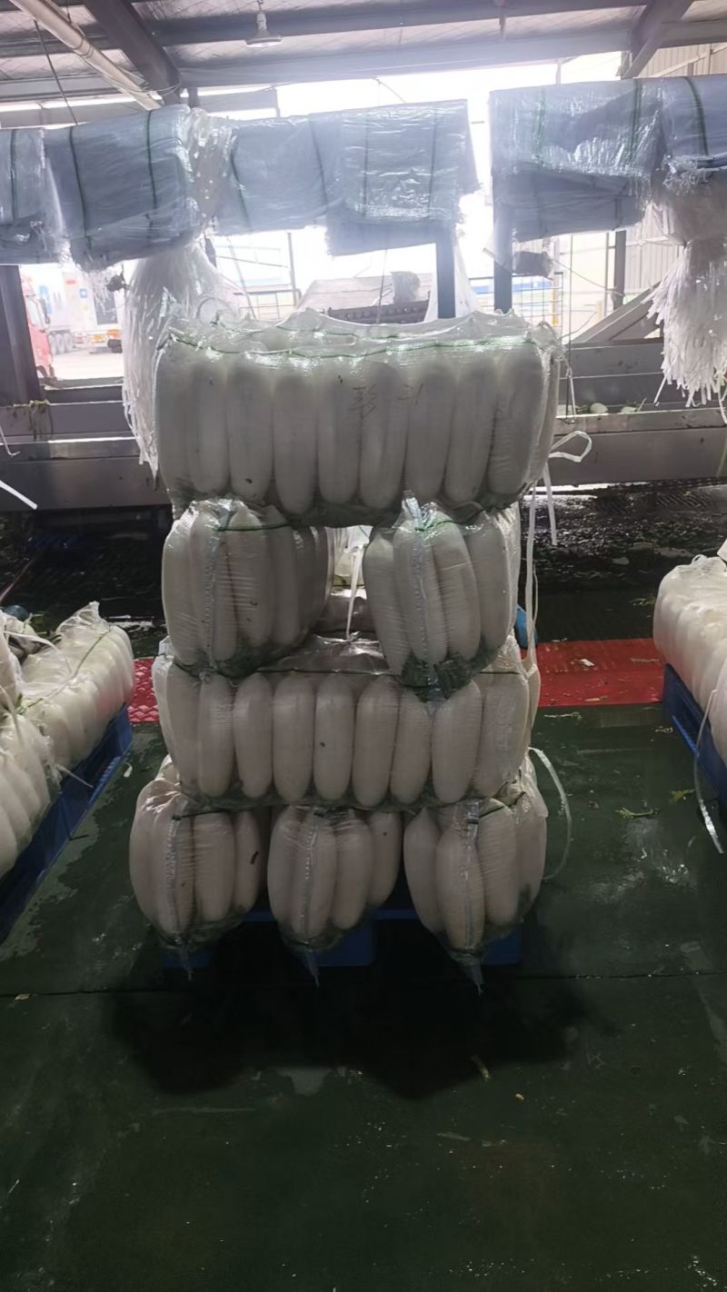 精品白萝卜可供市场食堂商超需要的联系我
