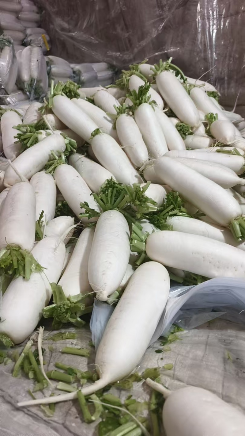 精品白萝卜可供市场食堂商超需要的联系我