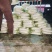 精品白萝卜可供市场食堂商超需要的联系我
