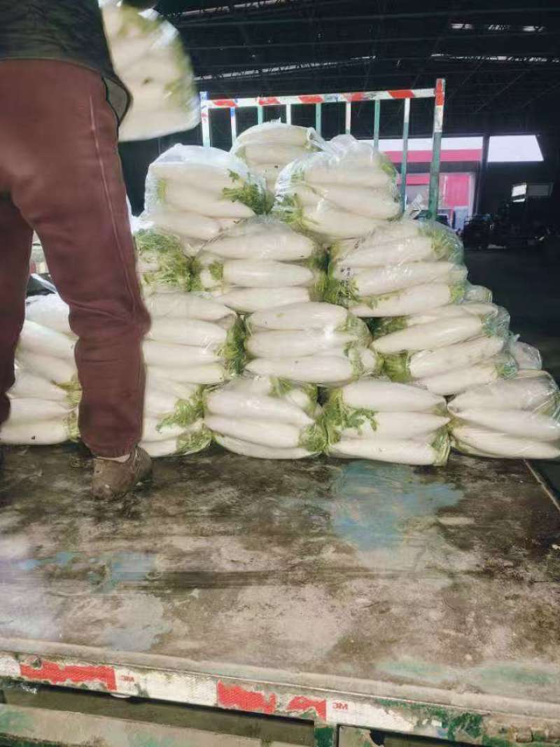 精品白萝卜可供市场食堂商超需要的联系我